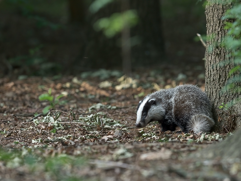 Using Technology to Protect Badger Setts