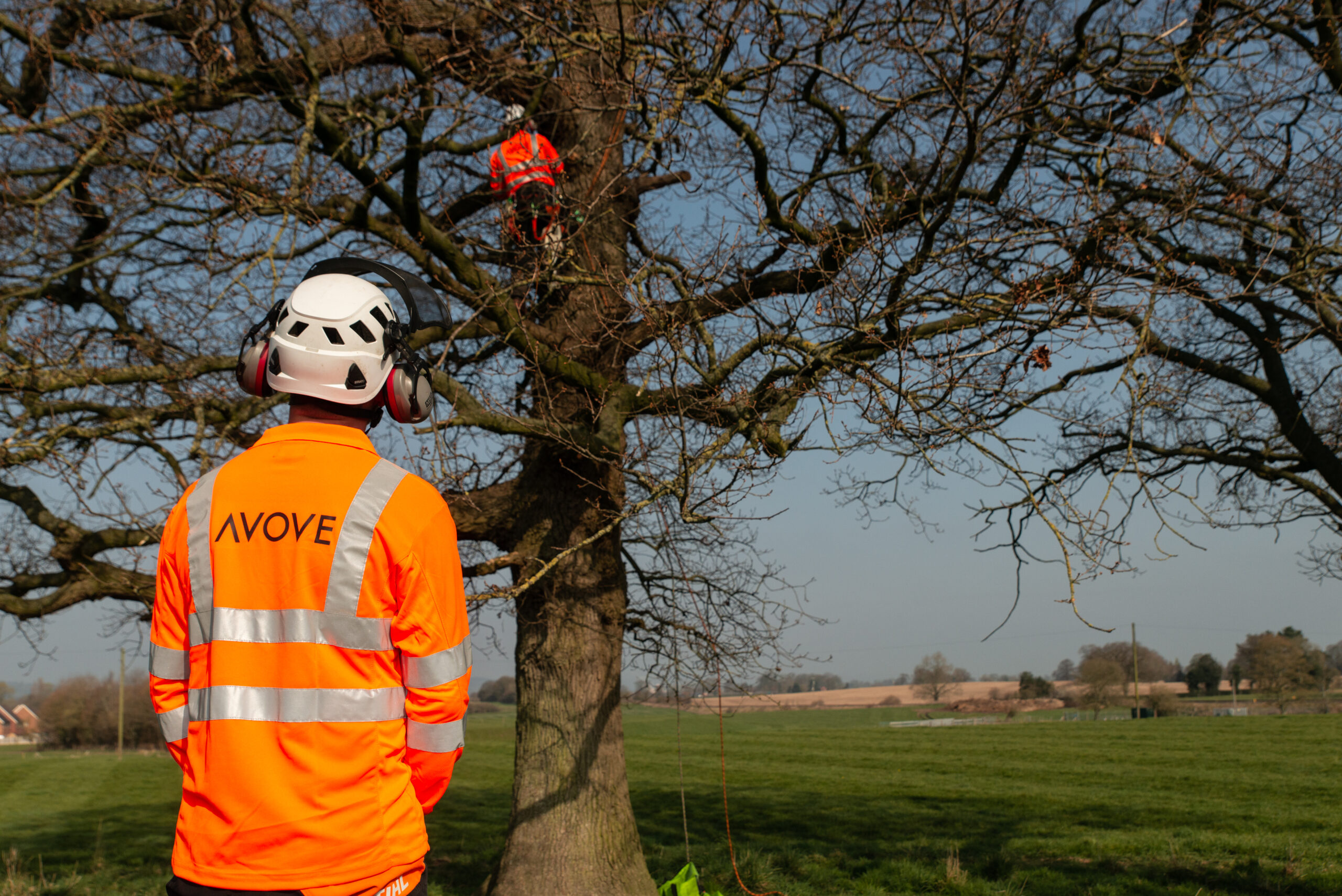Two Avove utility arborists working on a tree. One operating on ropes in the tree and the other supervising from the ground.