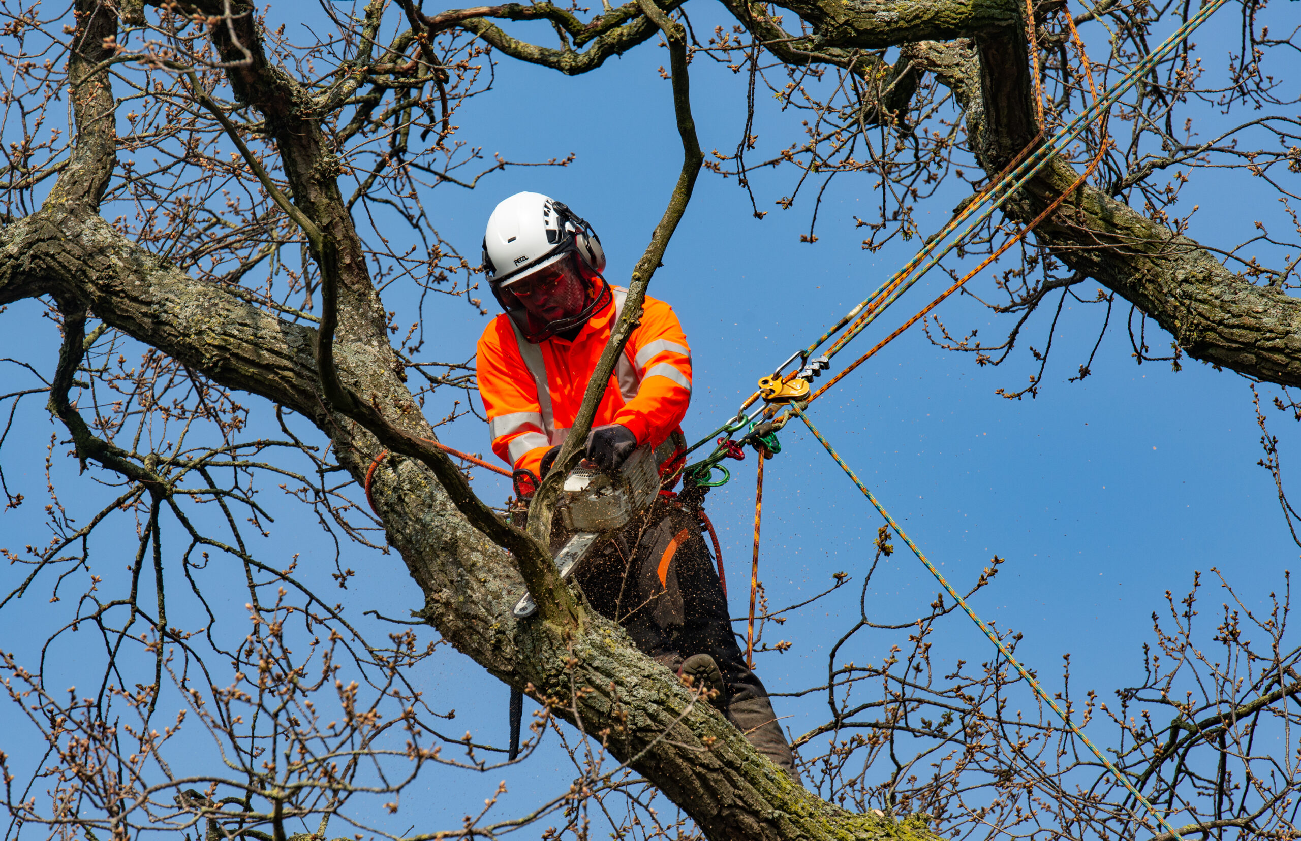 Avove utility arborist operating on a diseased tree.